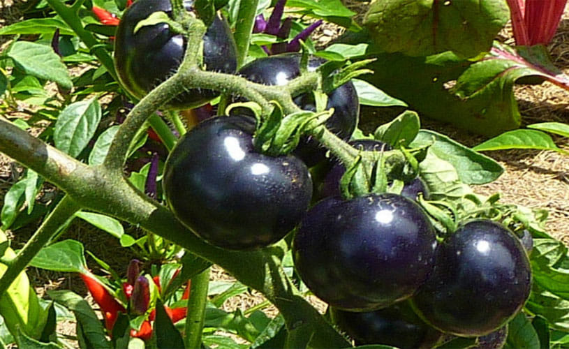 Benefits Of Black Tomato
