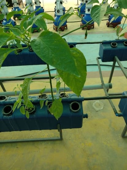 Without soil, chemical pesticides and fertilizers vegetables cultivated only by water