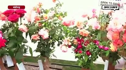 A VARITIES OF ROSES FRAGRANCE IN ‘ROSE FESTIVAL’ in Chandigarh 