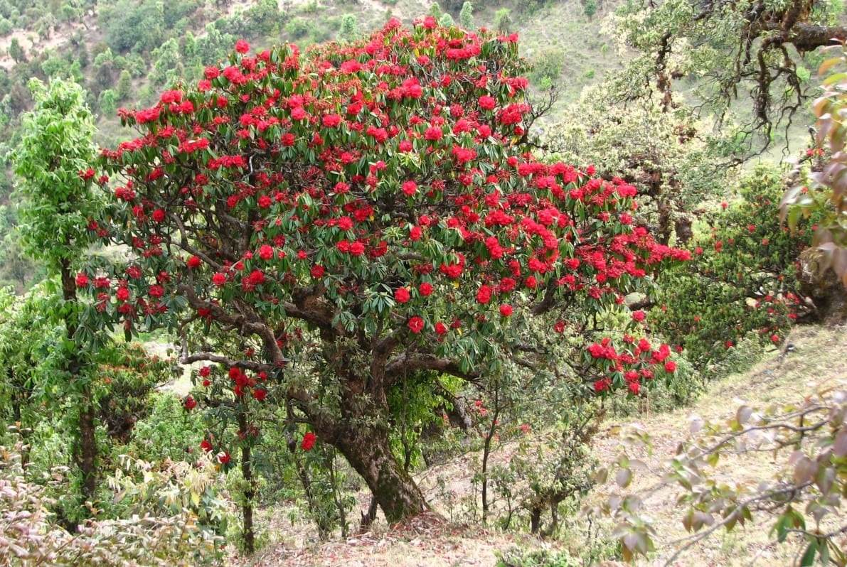 blossoms prematurely Buransh.