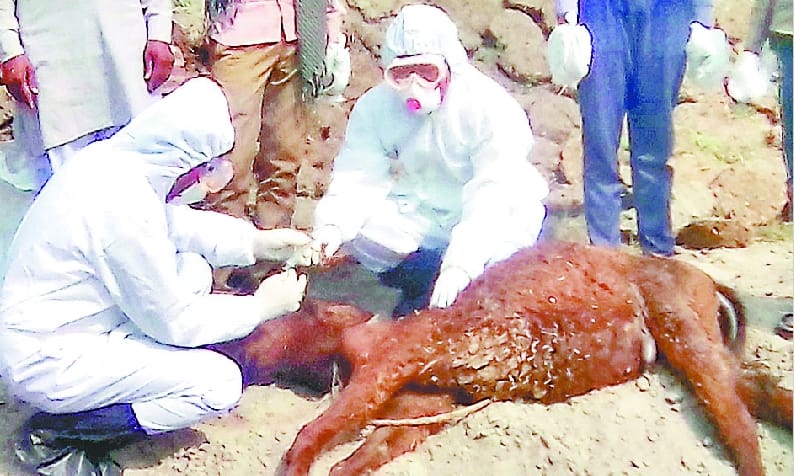 Two mules were suffering from glanders death