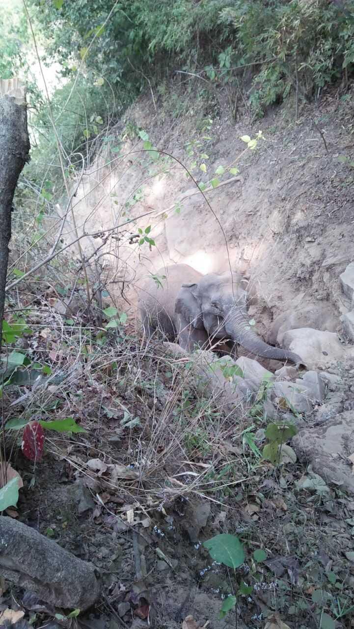 Elephant fell into the pit