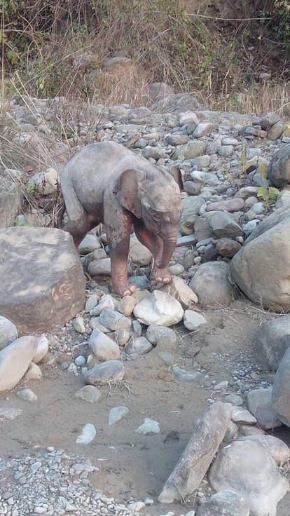 Elephant fell into the pit