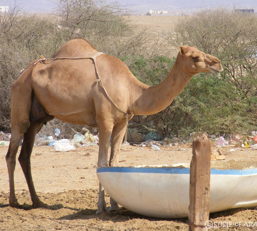 amazing benefits of she camel milk