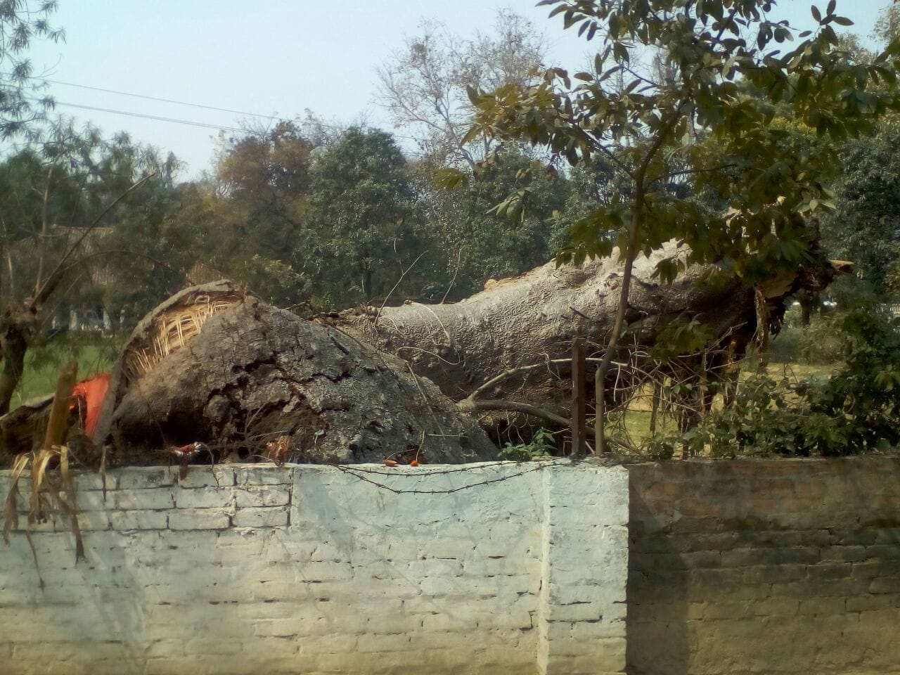 Kalpavriksha dashed out of in Kashi, wishes were fulfilled