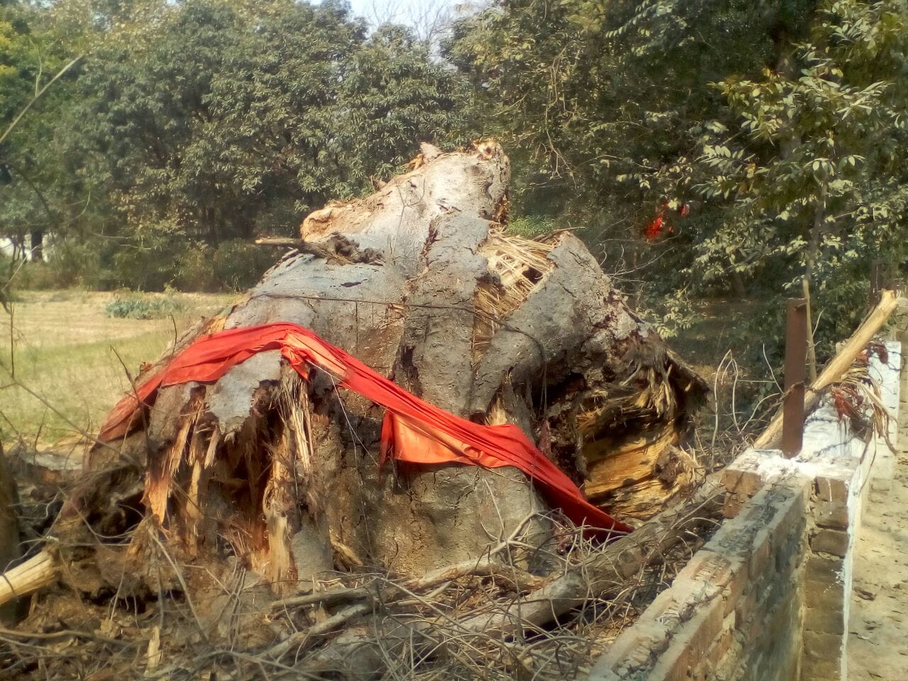 Kalpavriksha dashed out of in Kashi, wishes were fulfilled