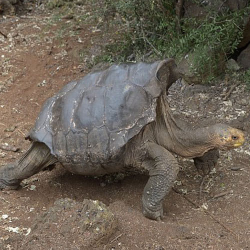 This Tortoise Is Known For His Reproductive Talent