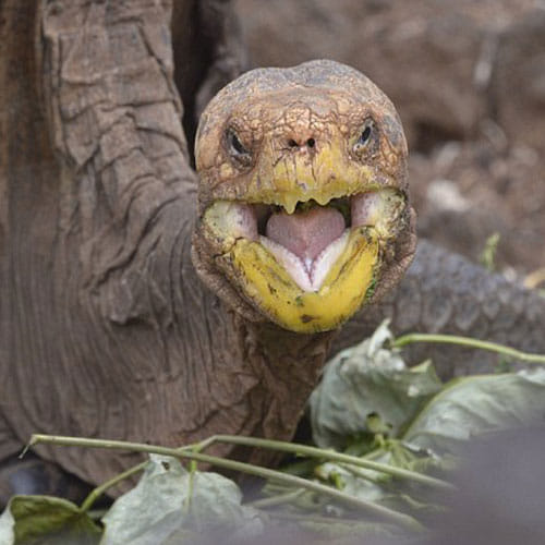 This Tortoise Is Known For His Reproductive Talent