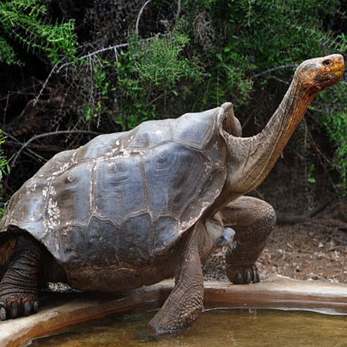 This Tortoise Is Known For His Reproductive Talent