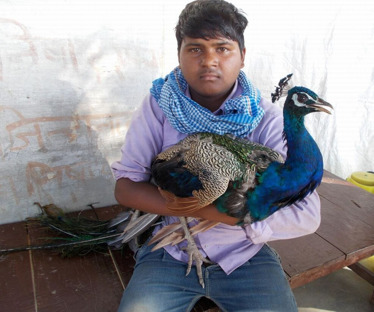 National bird dogs attacked, injured