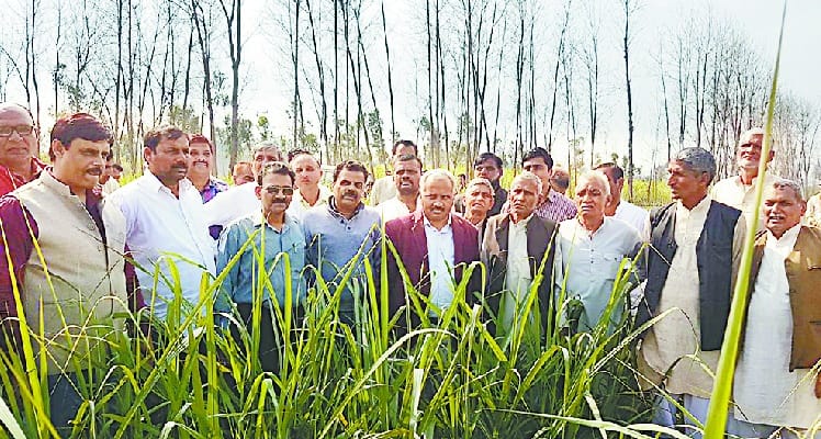 District sugarcane yields 190 Quintals per Bigha ejected