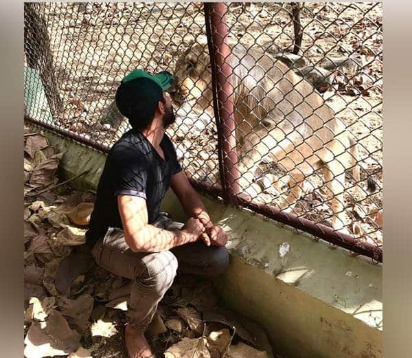 Sir Ravindra Jadeja selfie in front of lion 