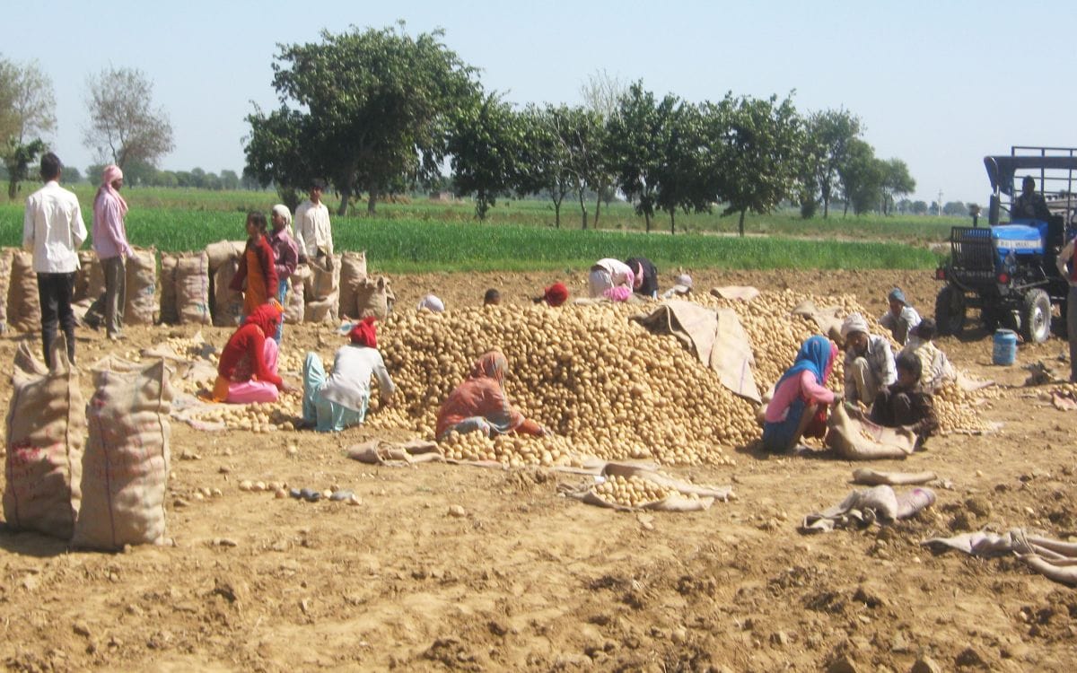 आलू को मंडी में फ्री छोड़ने पर मजबूर किसान