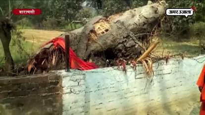 500 YEAR OLD TREE DESYTROYED IN VARANSI 