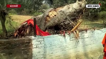500 YEAR OLD TREE DESYTROYED IN VARANSI 