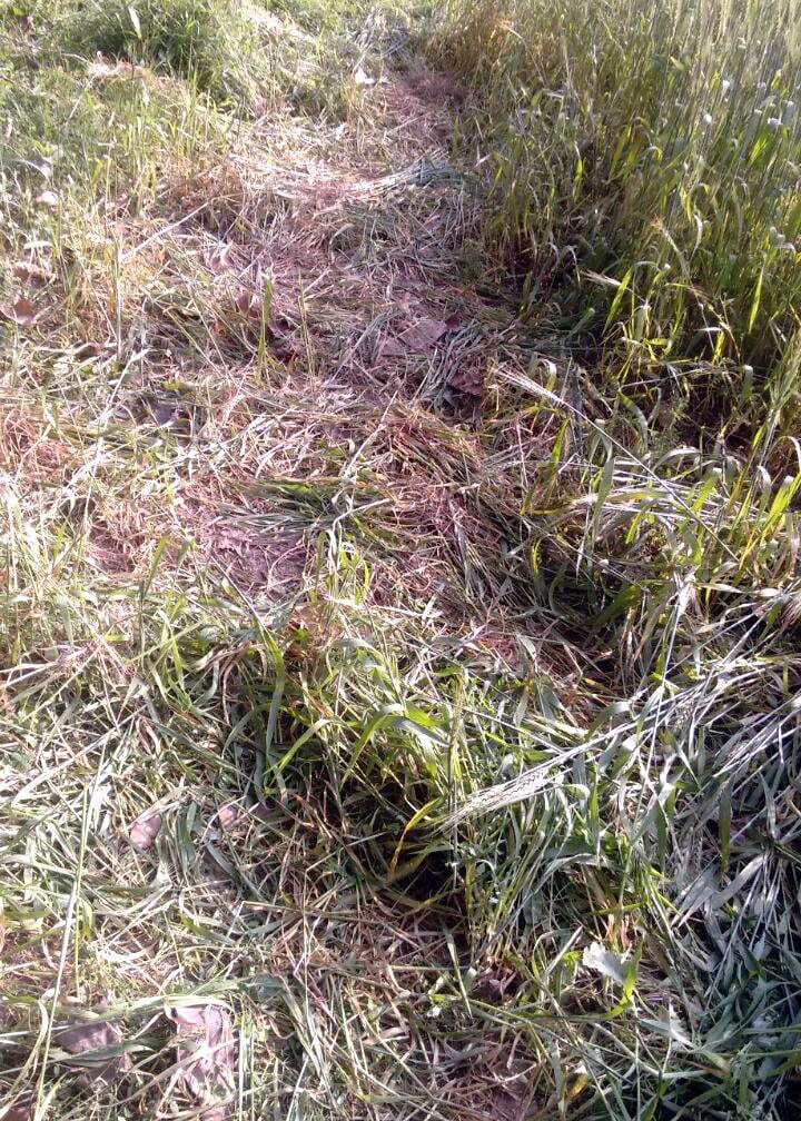 In Grastonganj threatening elephants eat farming Rundi