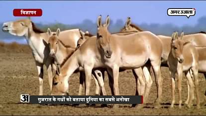 Akhilesh yadav took a dig on gujarat’s tourism advertisement in raibareilly