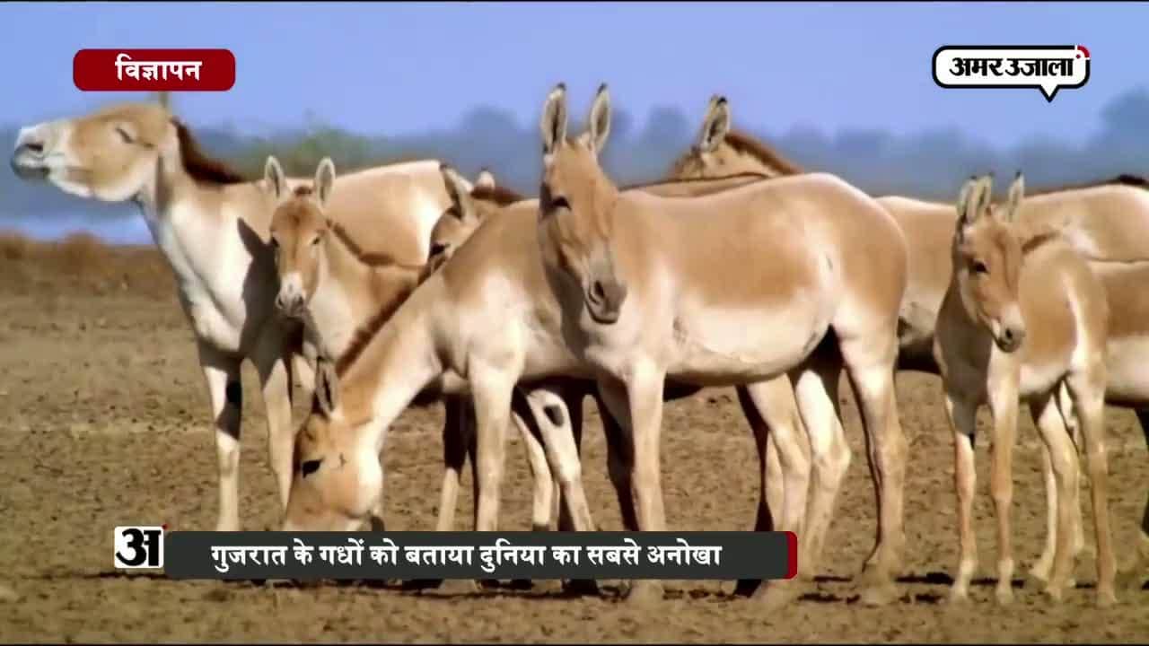 अखिलेश, गुजरात विज्ञापन