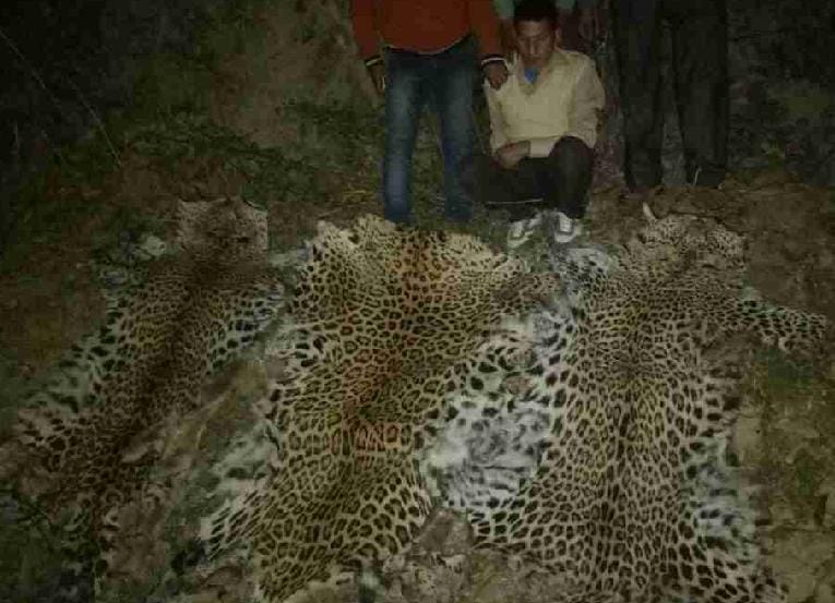 arrested with leopard skins