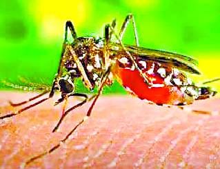 careful! This time too they will persecute mosquito