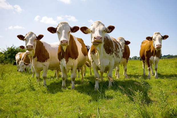 US: saving cows from slaughter to promote peace