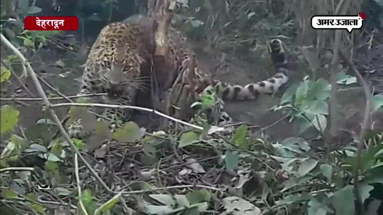 गुलदार, देहरादून 