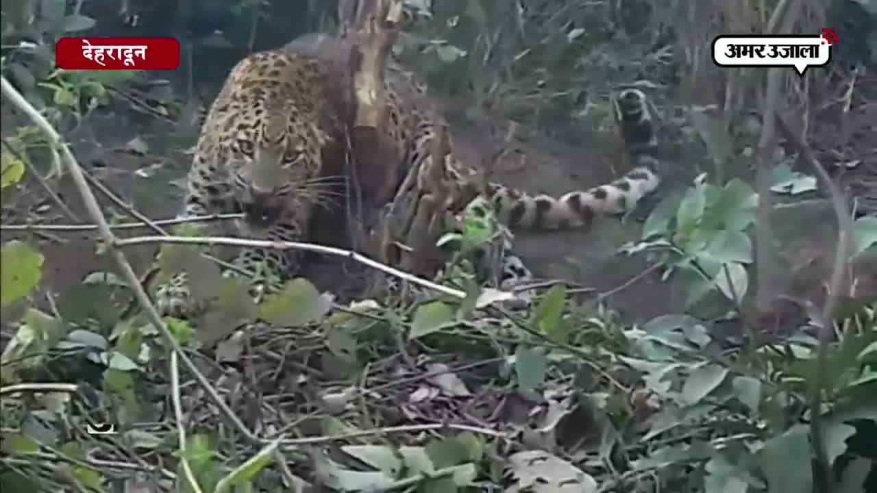 गुलदार, देहरादून 