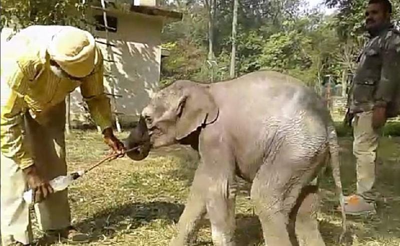 baby elephant separated from mother