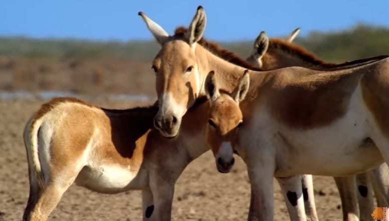 Akhilesh yadav take on gujarat wild ass sanctuary advertisement