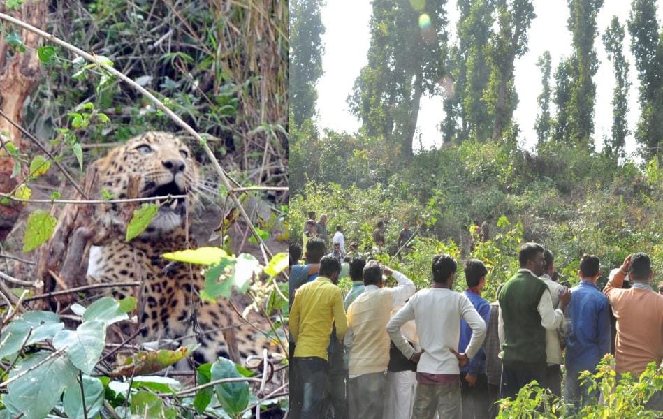 leopard stuck in fencing wire