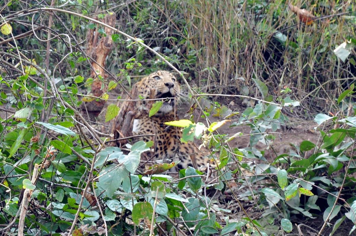 leopard stuck in fencing wire
