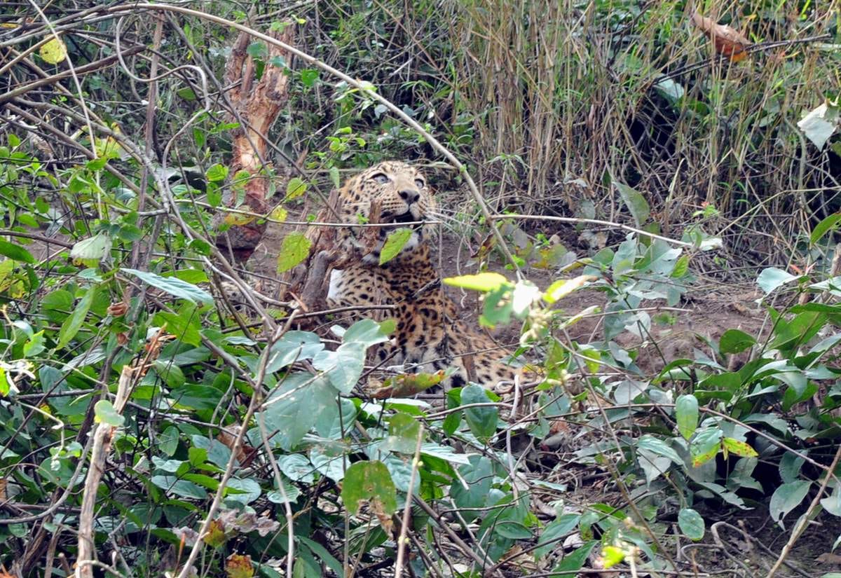 leopard stuck in fencing wire