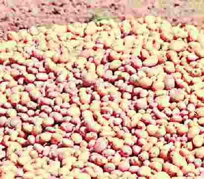 king of vegetable rate goes down