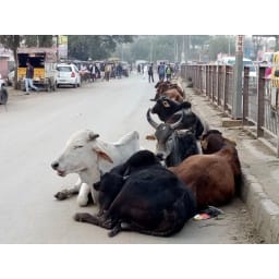 fatehabad, hindi news,cattle, stray, court