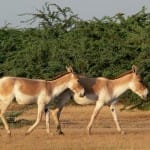 Know about indian Wild ass, Akhilesh commenting on this