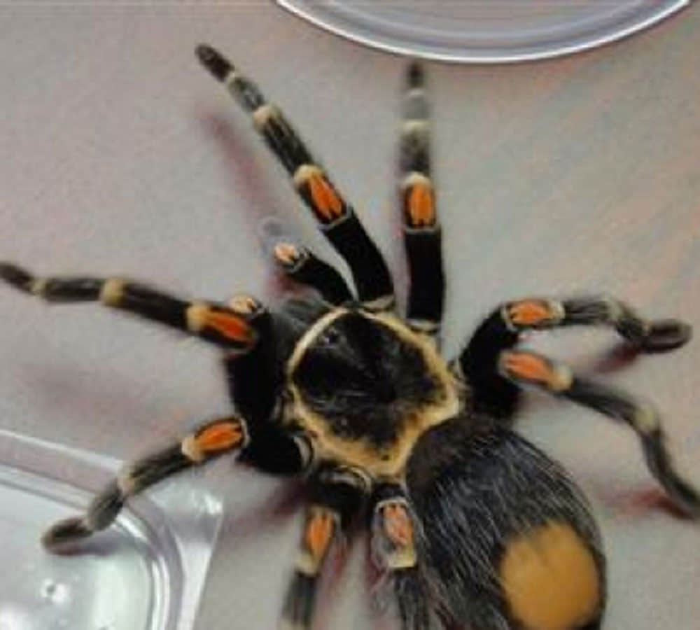 Angelina Jolie enjoy dry chips like spiders and tarantulas
