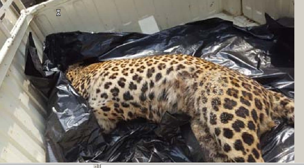 Sugarcane found dead panther