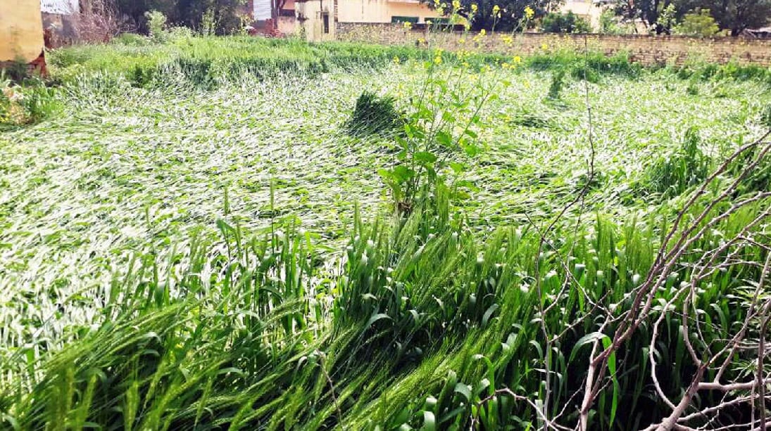 With the rain damage to crops from hail, Farmers worried