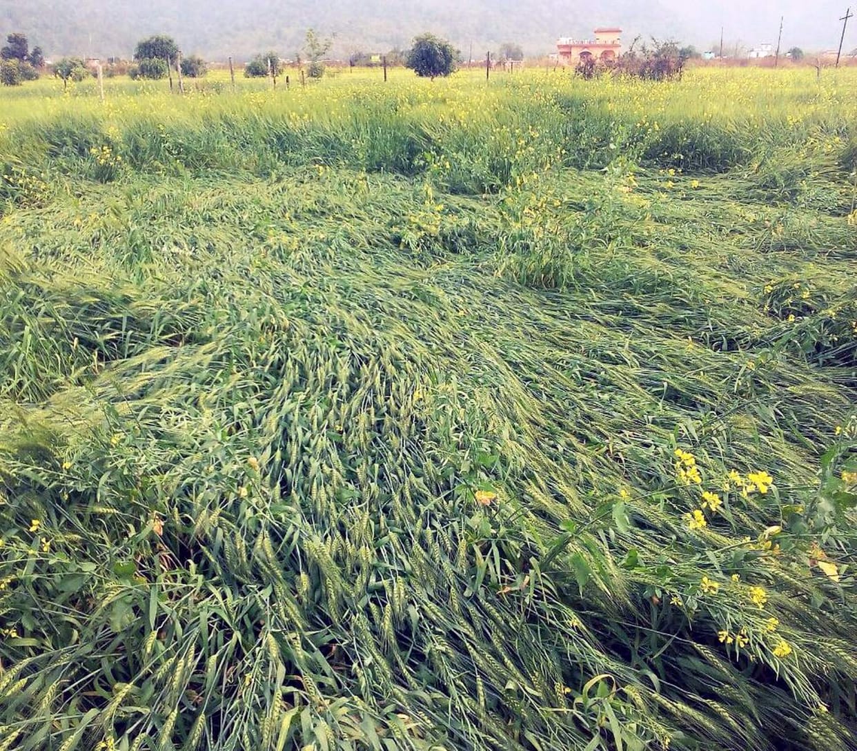 Rain and hail damage to crops Bhabar.