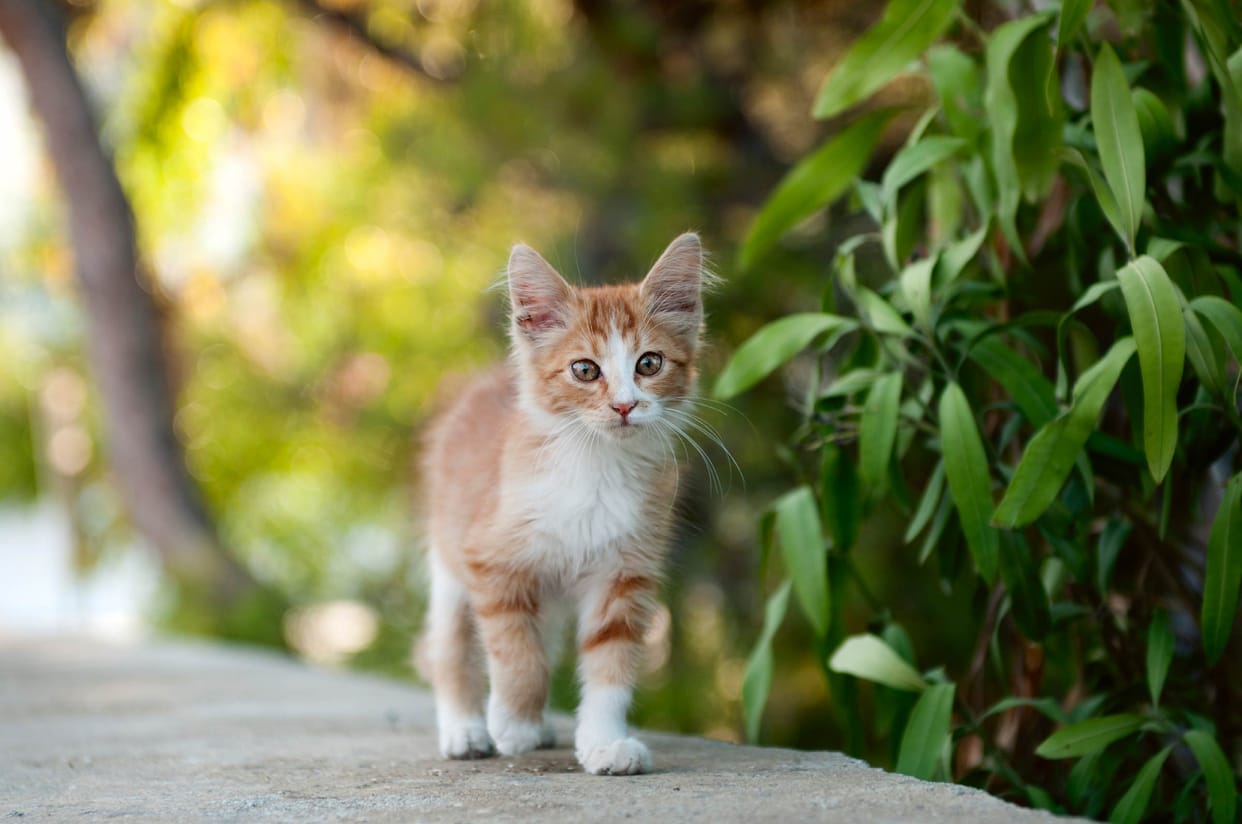 malaysian court sentenced 34 months prison and 7 lakh fine to a cat killer