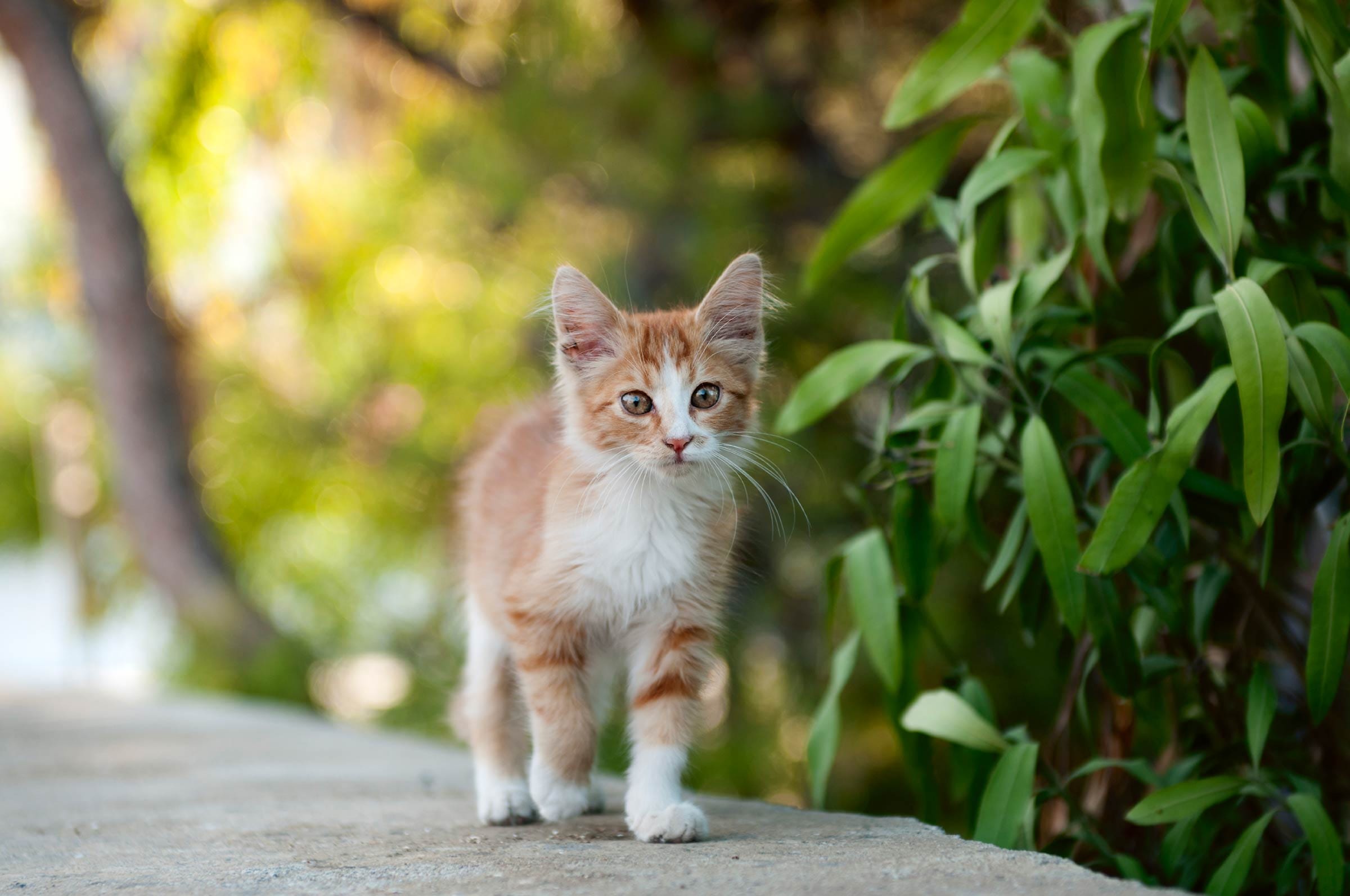 cat fight with snake for save his owner in nainital