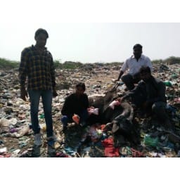 garbage, death, cow, nap, 