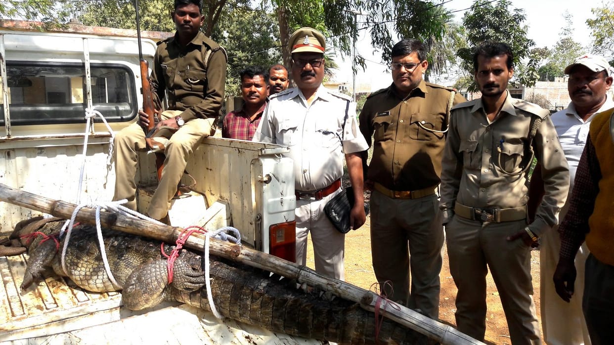 a crocodile found in sonebhadra village