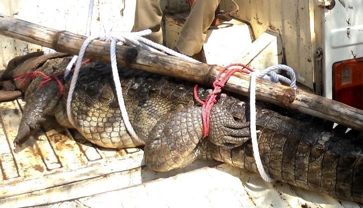 a crocodile found in sonebhadra village