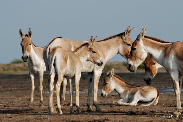BJP enraged on Akhilesh comment, said donkeys are faithful 