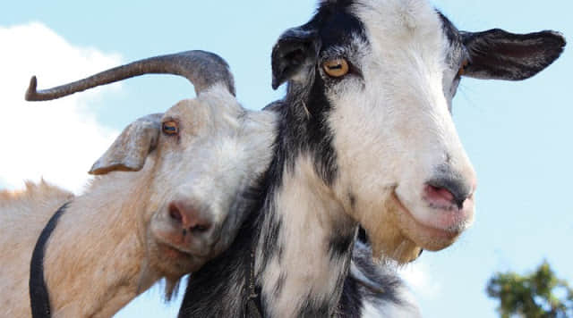 marriage ceremony of goats is really interesting 