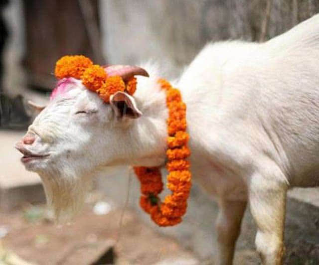 marriage ceremony of goats is really interesting 