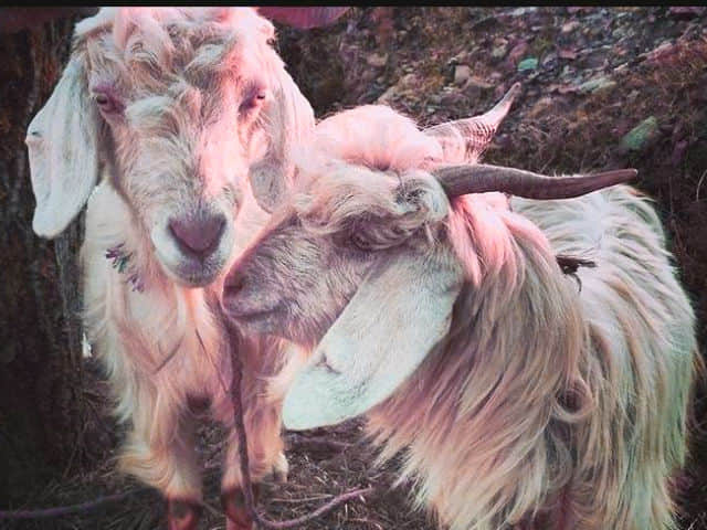 marriage ceremony of goats is really interesting 