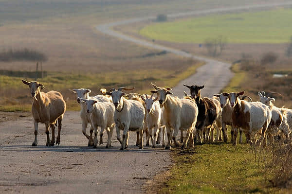 marriage ceremony of goats is really interesting 