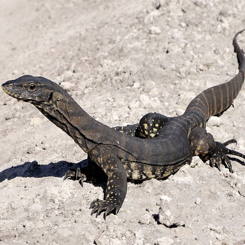 Girl Drags A Big Lizard By Her Tail In A Restaurant Full Of People
